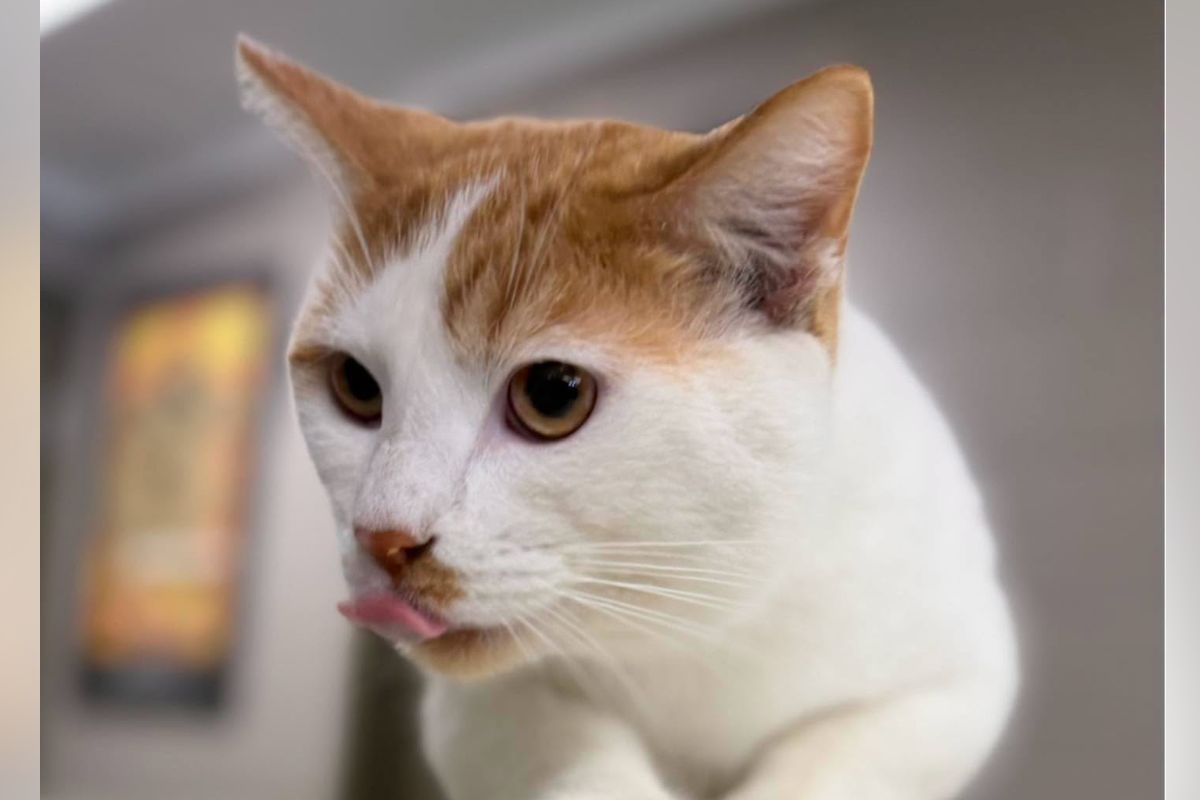 Close-up of a white and orange cat sticking out its tongue outdoors? indoors.