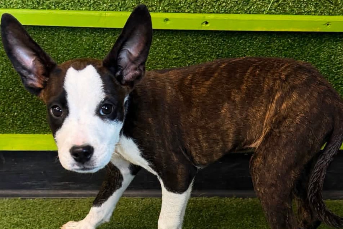 Pets of the week