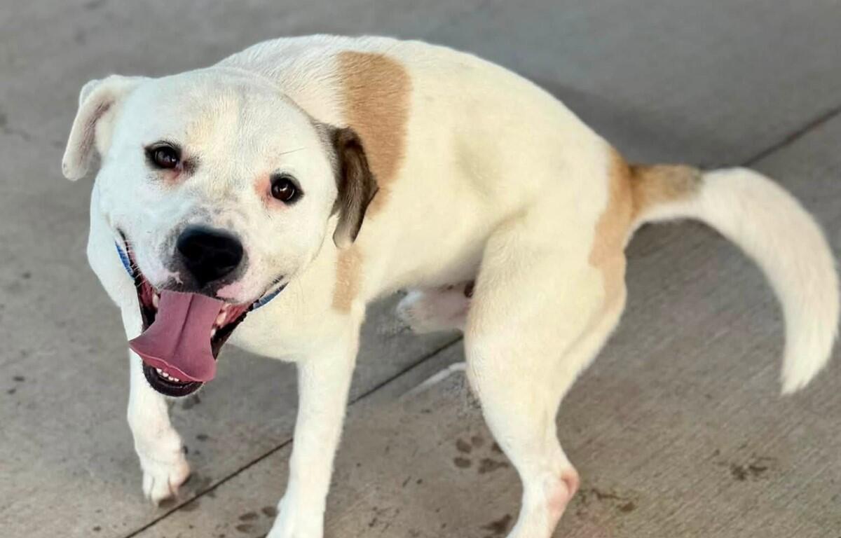Cheerful white dog with tan patches standing on concrete, tongue lolling happily at the camera