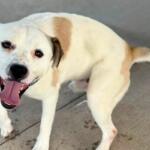 Cheerful white dog with tan patches standing on concrete, tongue lolling happily at the camera