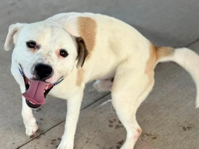 Cheerful white dog with tan patches standing on concrete, tongue lolling happily at the camera