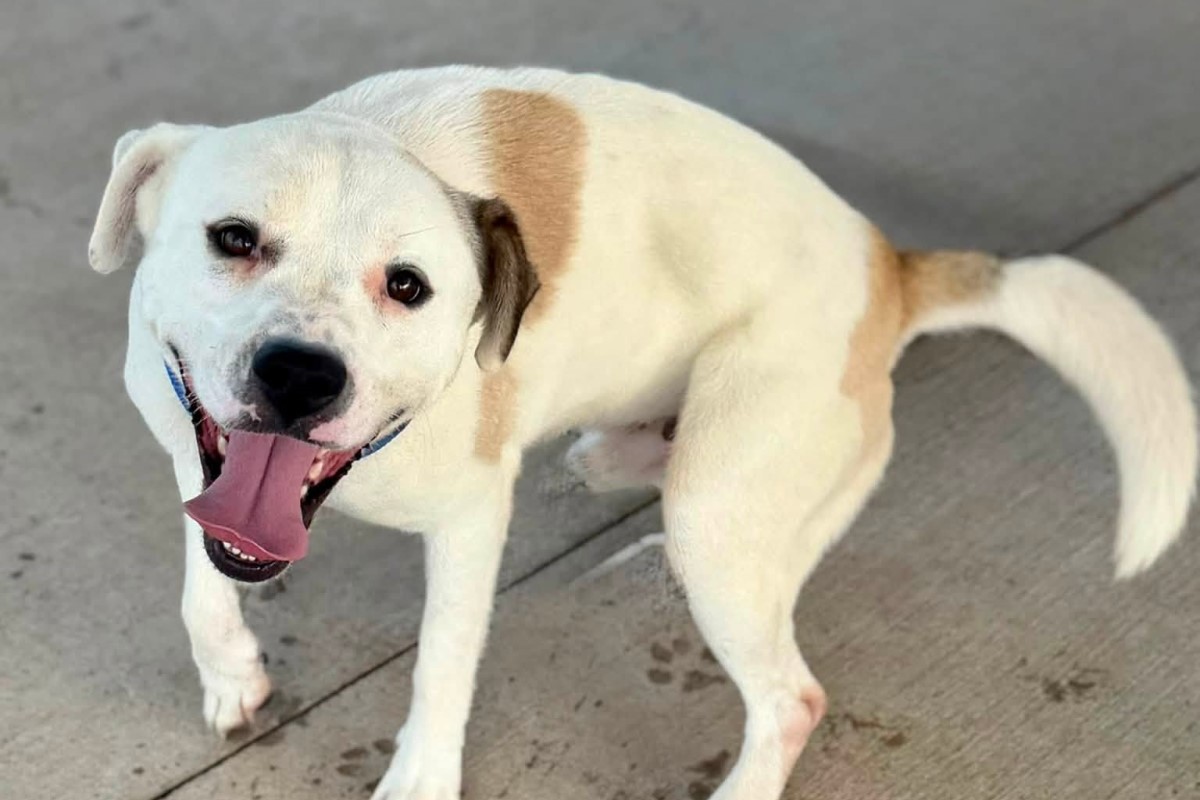 Cheerful white dog with tan patches standing on concrete, tongue lolling happily at the camera