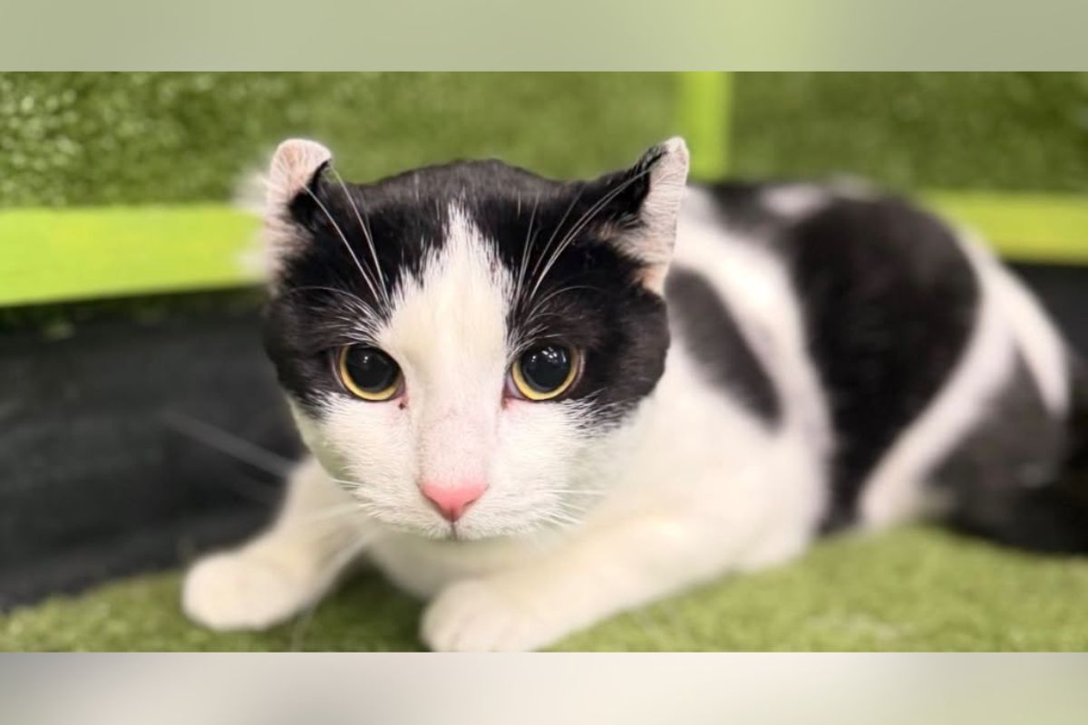 Pets of the week