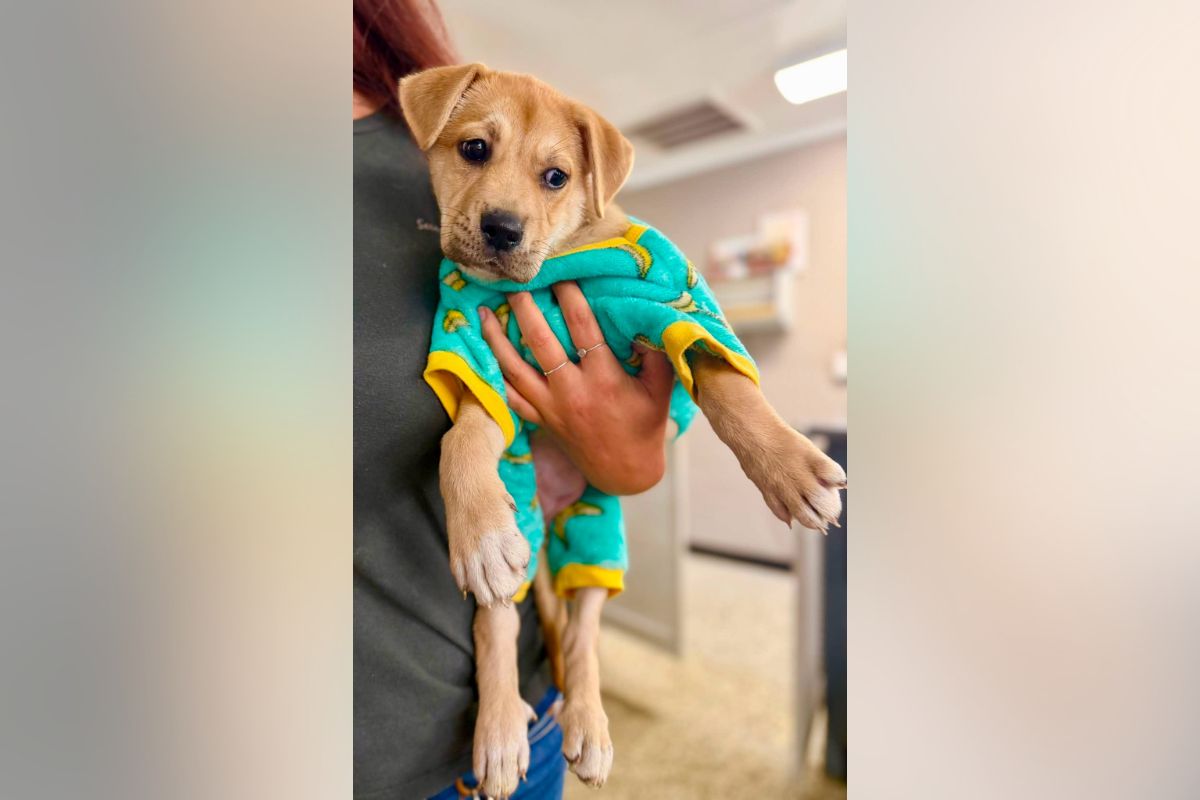 Pets of the week