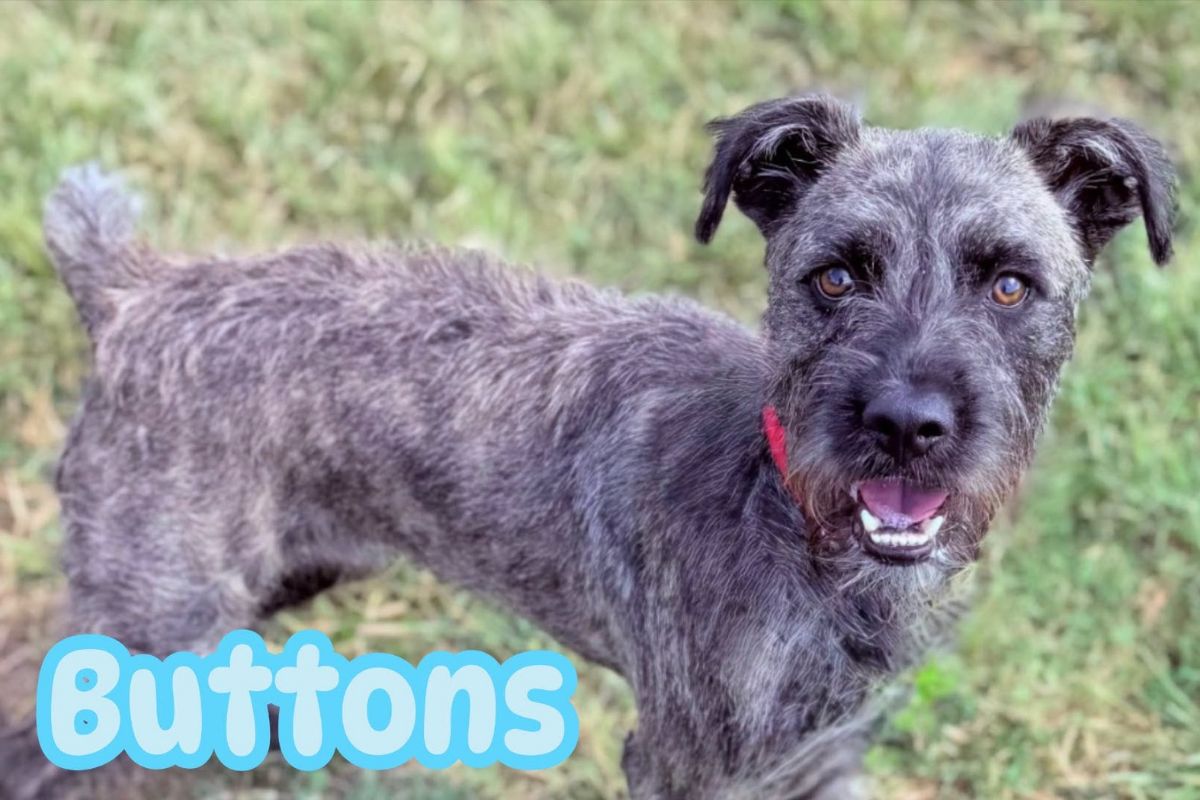 Pets of the week