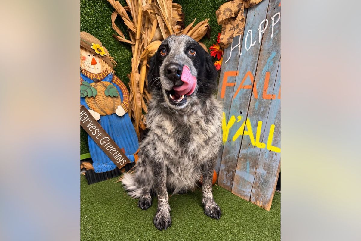Pets of the week