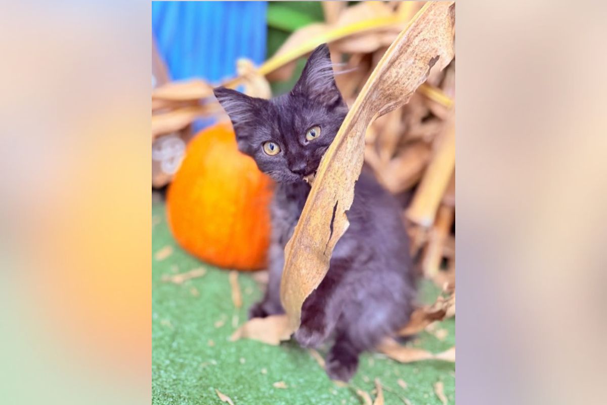 Pets of the week